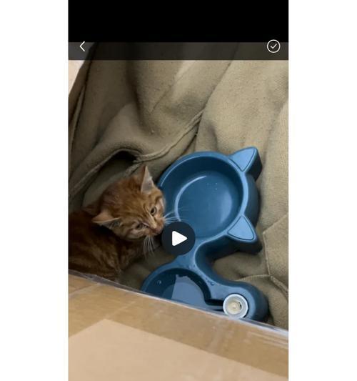 如何正确选择和搭配猫咪橘子的出装顺序攻略（瞄准一血，夺取胜利！——猫咪橘子的出装顺序攻略）